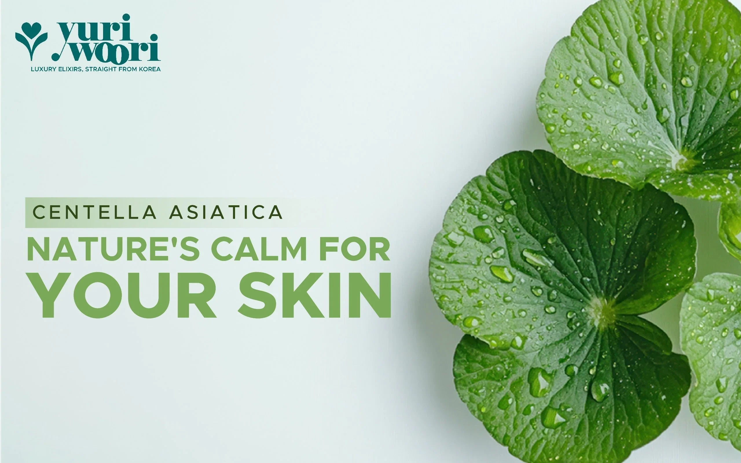 What Makes Centella Asiatica So Popular in Korean Skincare?